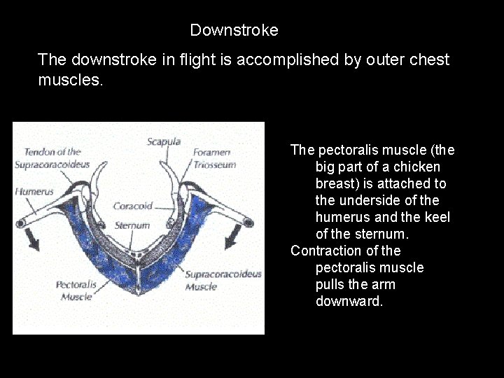 Downstroke The downstroke in flight is accomplished by outer chest muscles. The pectoralis muscle