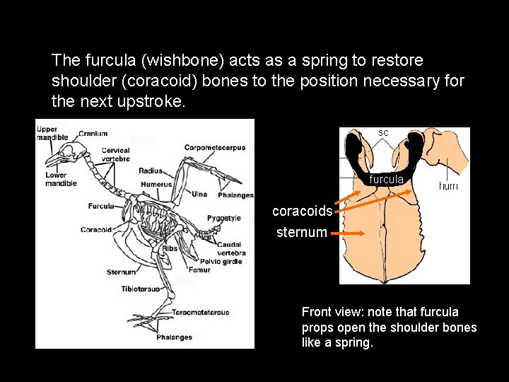 The furcula (wishbone) acts as a spring to restore shoulder (coracoid) bones to the