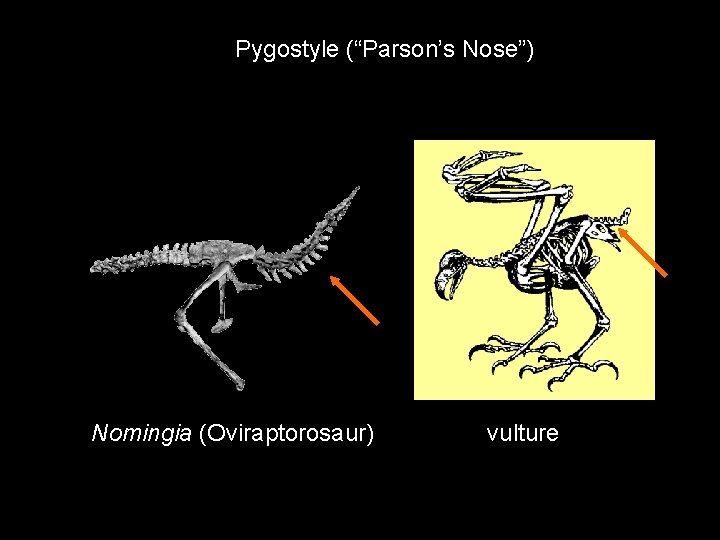 Pygostyle (“Parson’s Nose”) Nomingia (Oviraptorosaur) vulture 