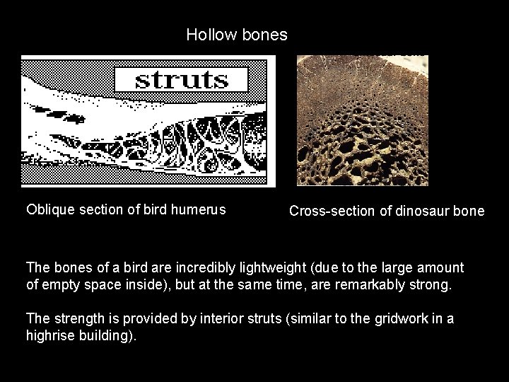 Hollow bones Oblique section of bird humerus Cross-section of dinosaur bone The bones of