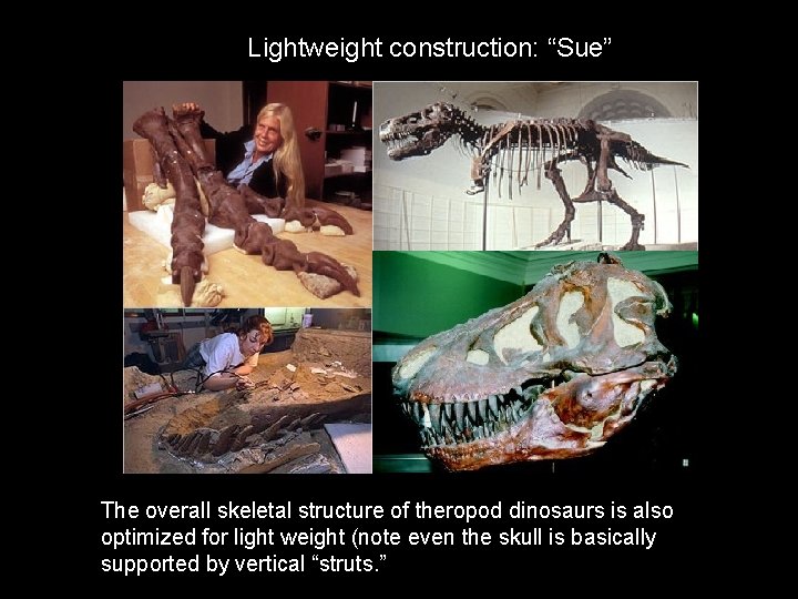 Lightweight construction: “Sue” The overall skeletal structure of theropod dinosaurs is also optimized for