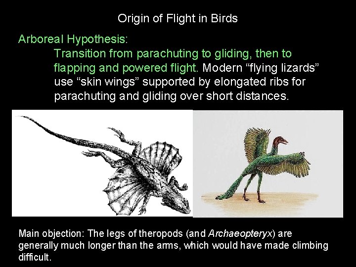 Origin of Flight in Birds Arboreal Hypothesis: Transition from parachuting to gliding, then to