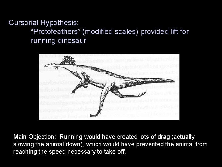 Cursorial Hypothesis: “Protofeathers” (modified scales) provided lift for running dinosaur Main Objection: Running would