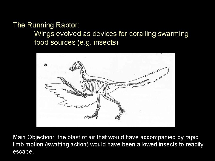The Running Raptor: Wings evolved as devices for coralling swarming food sources (e. g.