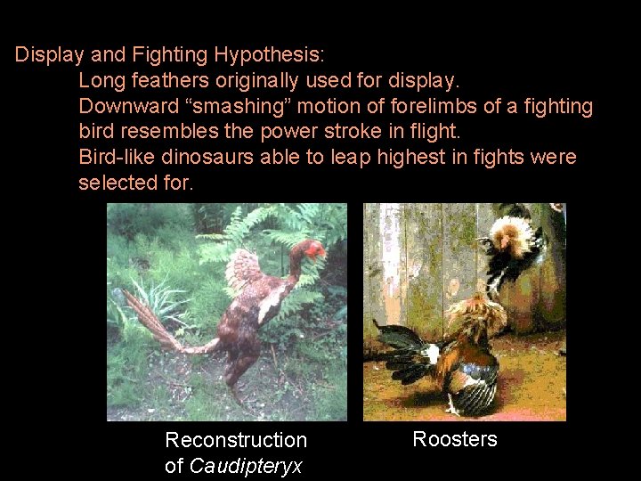 Display and Fighting Hypothesis: Long feathers originally used for display. Downward “smashing” motion of