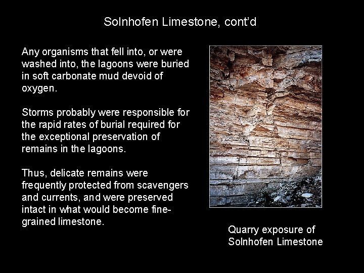 Solnhofen Limestone, cont’d Any organisms that fell into, or were washed into, the lagoons