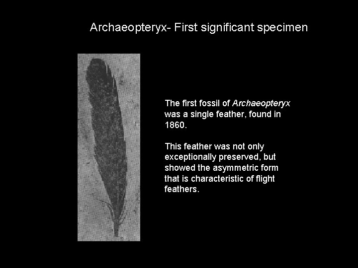 Archaeopteryx- First significant specimen The first fossil of Archaeopteryx was a single feather, found