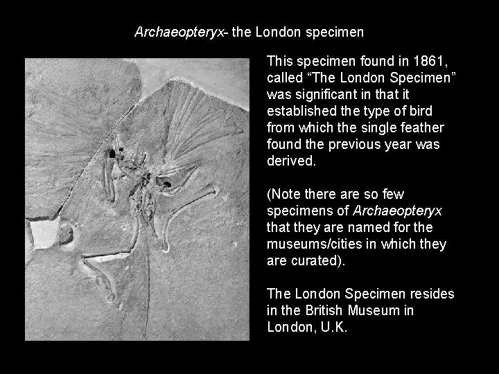 Archaeopteryx- the London specimen This specimen found in 1861, called “The London Specimen” was