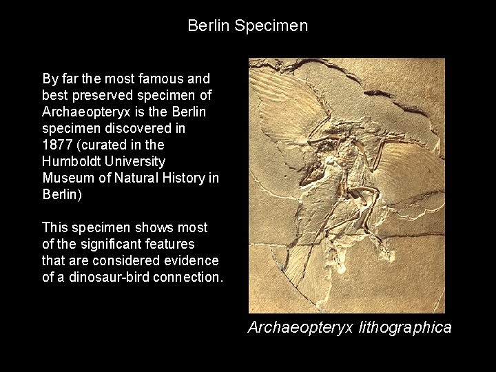 Berlin Specimen By far the most famous and best preserved specimen of Archaeopteryx is