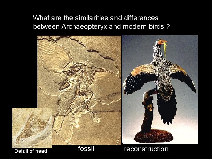 What are the similarities and differences between Archaeopteryx and modern birds ? Detail of