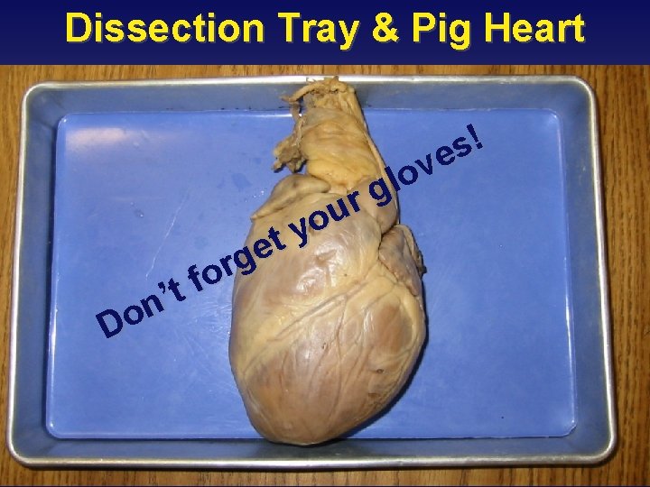 Dissection Tray & Pig Heart t e g r o f t ’ n