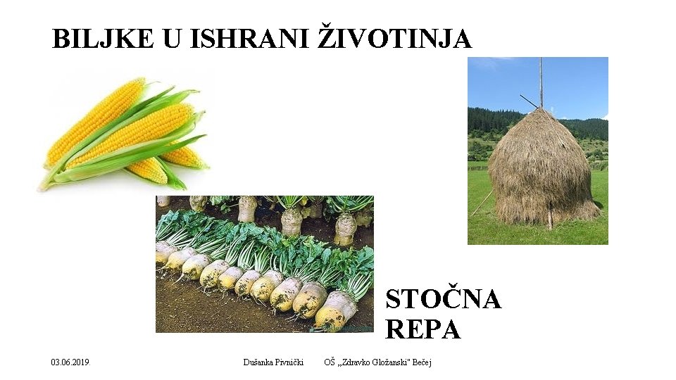 BILJKE U ISHRANI ŽIVOTINJA STOČNA REPA 03. 06. 2019. Dušanka Pivnički OŠ , ,