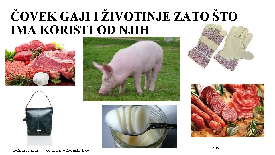 ČOVEK GAJI I ŽIVOTINJE ZATO ŠTO IMA KORISTI OD NJIH Dušanka Pivnički OŠ ,