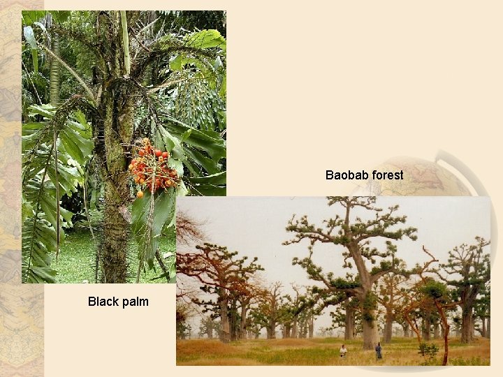 Baobab forest Black palm 