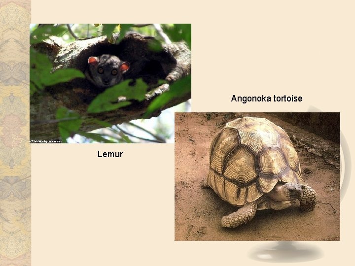 Angonoka tortoise Lemur 