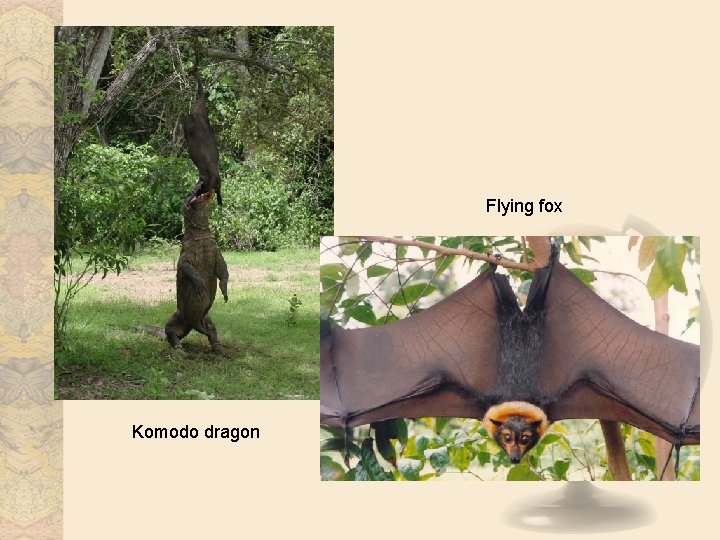 Flying fox Komodo dragon 