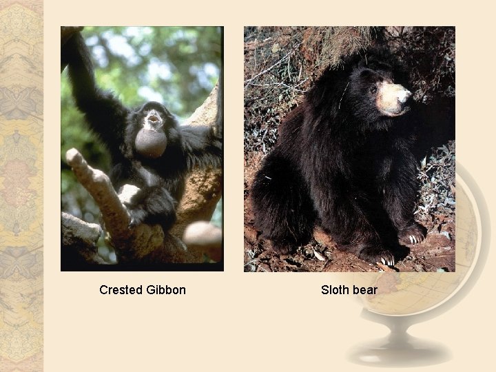 Crested Gibbon Sloth bear 