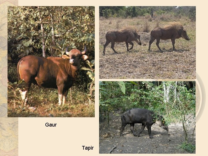 Gaur Tapir 