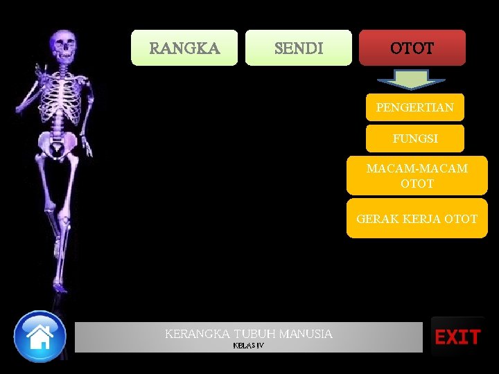 RANGKA SENDI OTOT PENGERTIAN FUNGSI MACAM-MACAM OTOT GERAK KERJA OTOT KERANGKA TUBUH MANUSIA KELAS