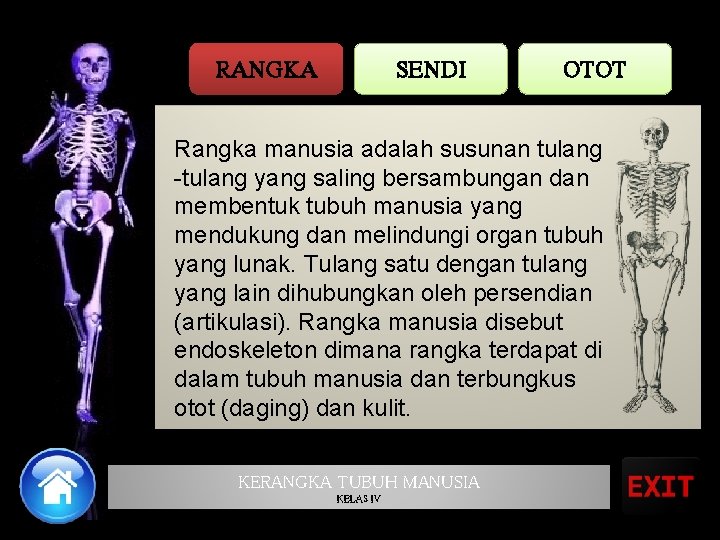 RANGKA SENDI OTOT Rangka manusia adalah susunan tulang -tulang yang saling bersambungan dan membentuk