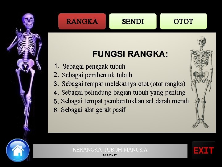 RANGKA SENDI OTOT FUNGSI RANGKA: 1. Sebagai penegak tubuh 2. Sebagai pembentuk tubuh 3.