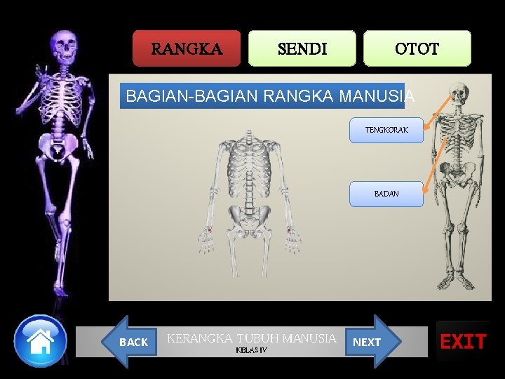 RANGKA SENDI OTOT BAGIAN-BAGIAN RANGKA MANUSIA TENGKORAK BADAN BACK KERANGKA TUBUH MANUSIA KELAS IV