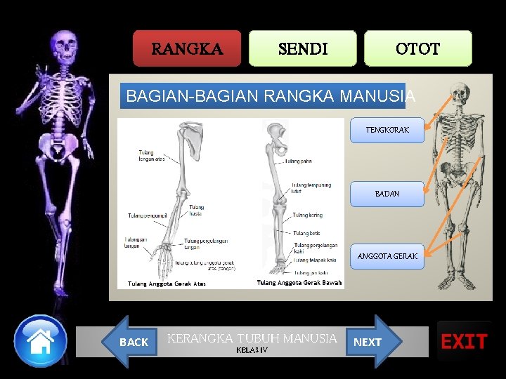 RANGKA SENDI OTOT BAGIAN-BAGIAN RANGKA MANUSIA TENGKORAK BADAN ANGGOTA GERAK BACK KERANGKA TUBUH MANUSIA