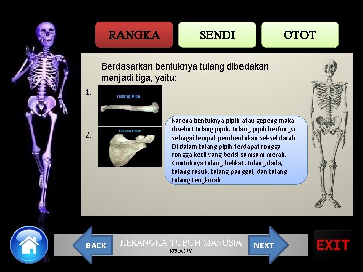 RANGKA SENDI OTOT Berdasarkan bentuknya tulang dibedakan menjadi tiga, yaitu: 1. 2. BACK Karena