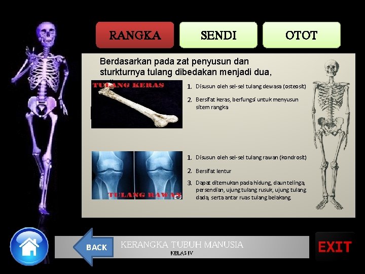 RANGKA SENDI OTOT Berdasarkan pada zat penyusun dan sturkturnya tulang dibedakan menjadi dua, yaitu: