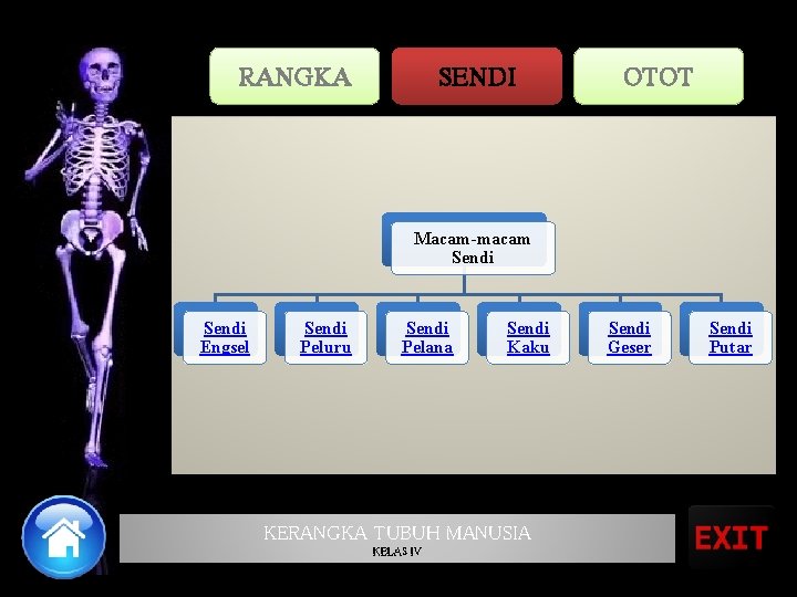 RANGKA SENDI OTOT Macam-macam Sendi Engsel Sendi Peluru Sendi Pelana Sendi Kaku KERANGKA TUBUH