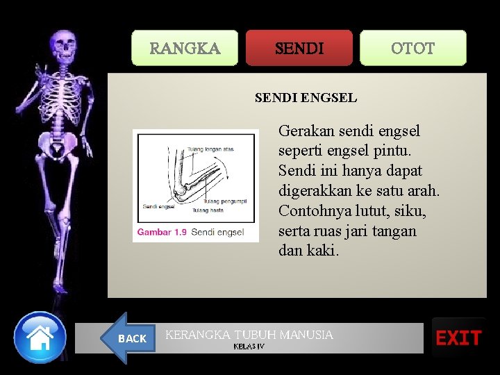 RANGKA SENDI OTOT SENDI ENGSEL Gerakan sendi engsel seperti engsel pintu. Sendi ini hanya