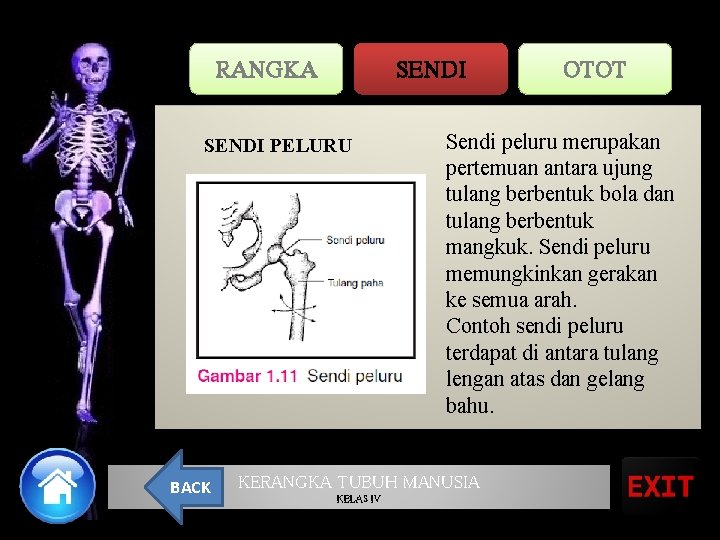 RANGKA SENDI PELURU BACK Sendi peluru merupakan pertemuan antara ujung tulang berbentuk bola dan