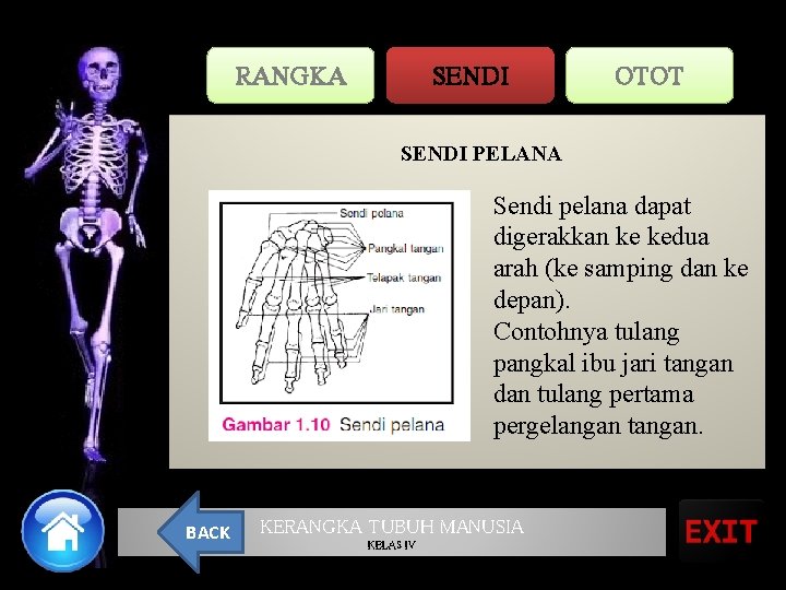 RANGKA SENDI OTOT SENDI PELANA Sendi pelana dapat digerakkan ke kedua arah (ke samping