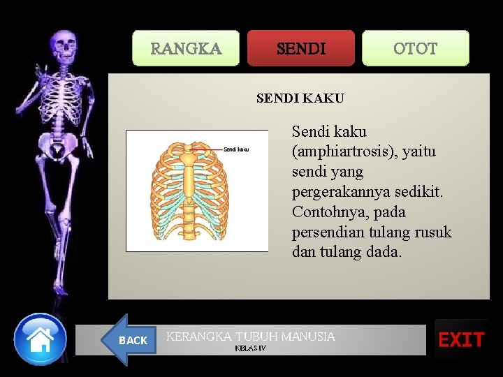 RANGKA SENDI OTOT SENDI KAKU Sendi kaku (amphiartrosis), yaitu sendi yang pergerakannya sedikit. Contohnya,