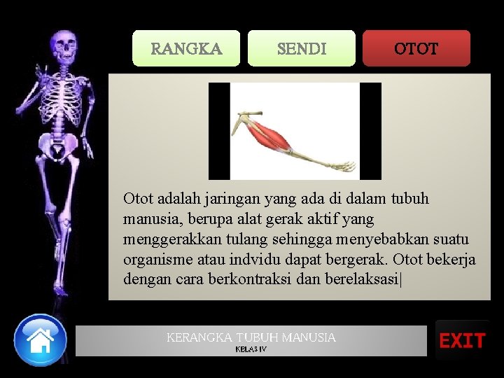 RANGKA SENDI OTOT Otot adalah jaringan yang ada di dalam tubuh manusia, berupa alat