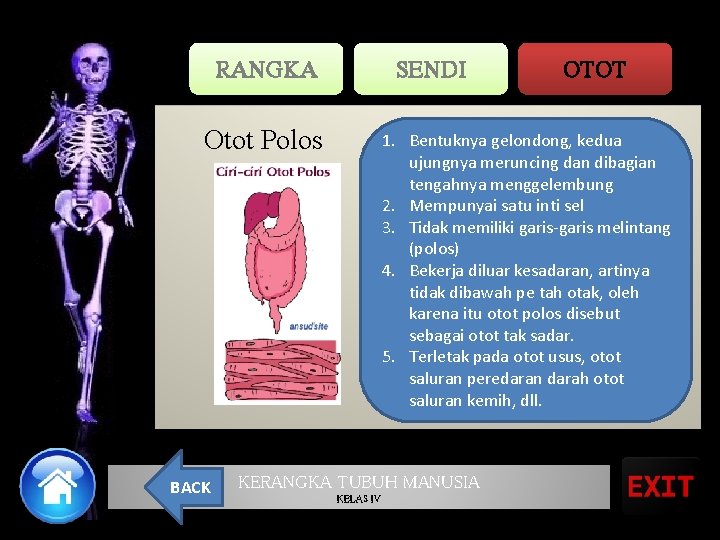 RANGKA SENDI Otot Polos BACK OTOT 1. Bentuknya gelondong, kedua ujungnya meruncing dan dibagian