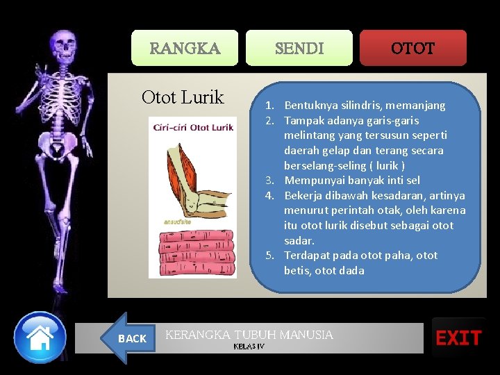 RANGKA SENDI Otot Lurik BACK OTOT 1. Bentuknya silindris, memanjang 2. Tampak adanya garis-garis