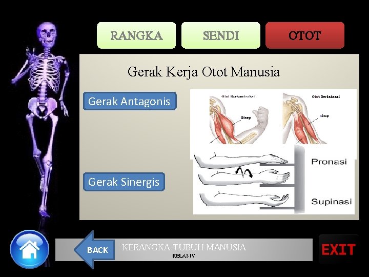 RANGKA SENDI Gerak Kerja Otot Manusia Gerak Antagonis Gerak Sinergis BACK KERANGKA TUBUH MANUSIA