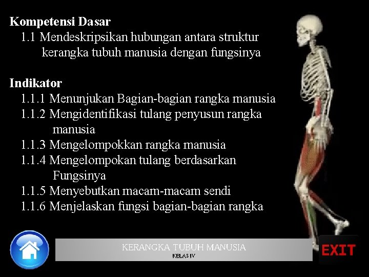 Kompetensi Dasar 1. 1 Mendeskripsikan hubungan antara struktur kerangka tubuh manusia dengan fungsinya Indikator