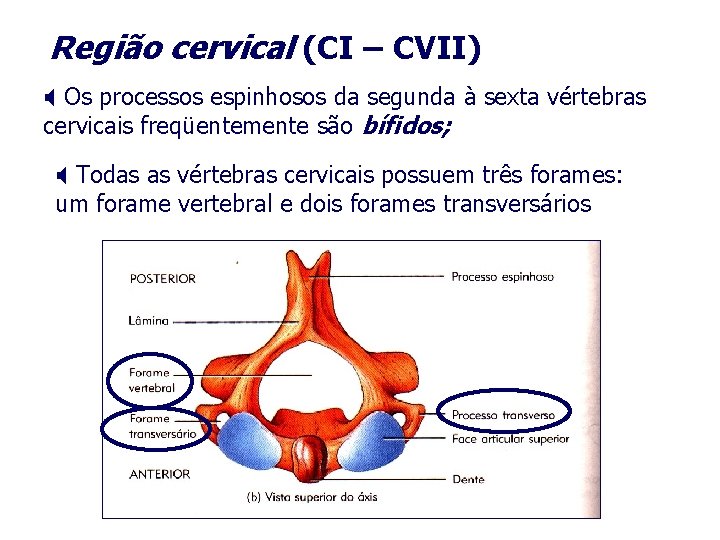 Região cervical (CI – CVII) Os processos espinhosos da segunda à sexta vértebras cervicais