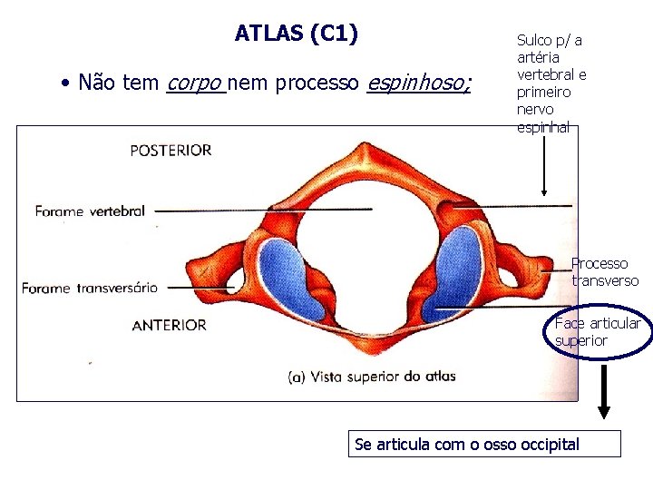 ATLAS (C 1) • Não tem corpo nem processo espinhoso; Sulco p/ a artéria