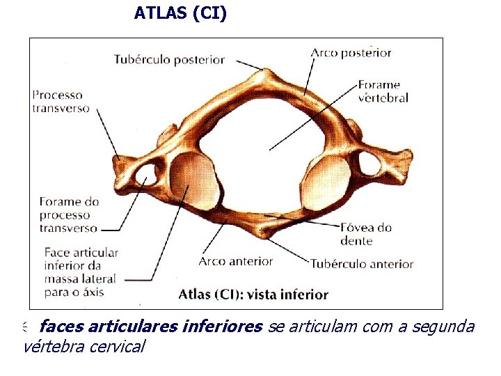 ATLAS (CI) faces articulares inferiores se articulam com a segunda vértebra cervical 