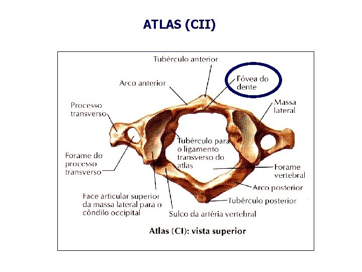 ATLAS (CII) 