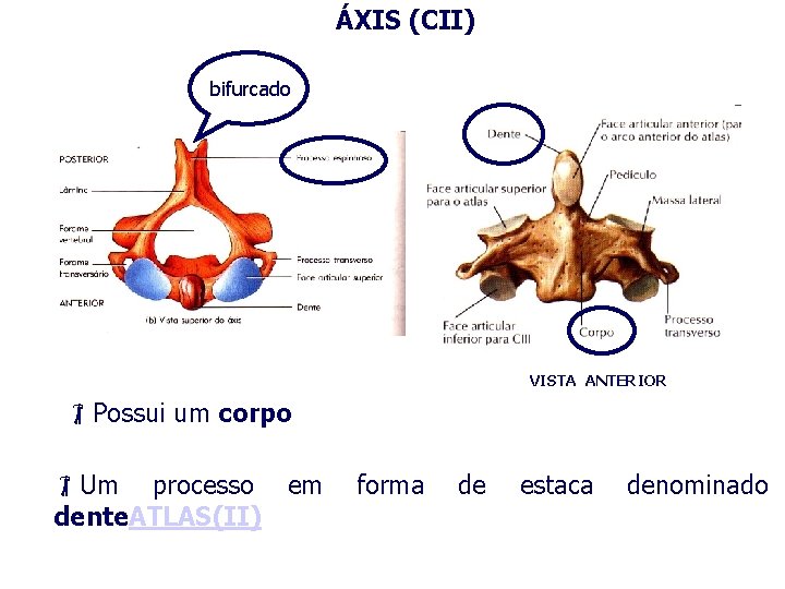 ÁXIS (CII) bifurcado VISTA ANTERIOR Possui um corpo Um processo dente. ATLAS(II) em forma
