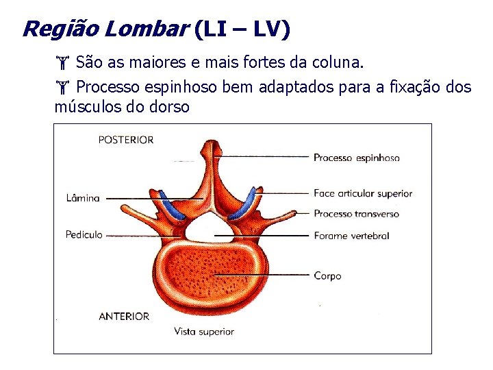 Região Lombar (LI – LV) São as maiores e mais fortes da coluna. Processo