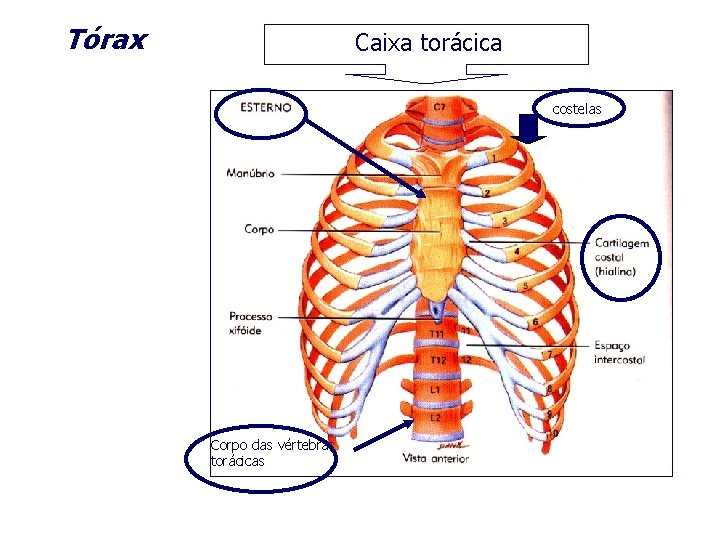 Tórax Caixa torácica costelas Corpo das vértebras torácicas 
