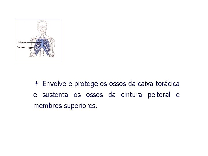  Envolve e protege os ossos da caixa torácica e sustenta os ossos da