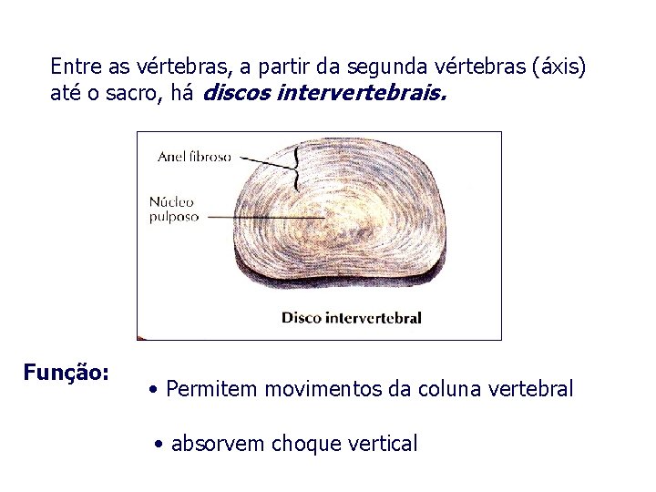Entre as vértebras, a partir da segunda vértebras (áxis) até o sacro, há discos