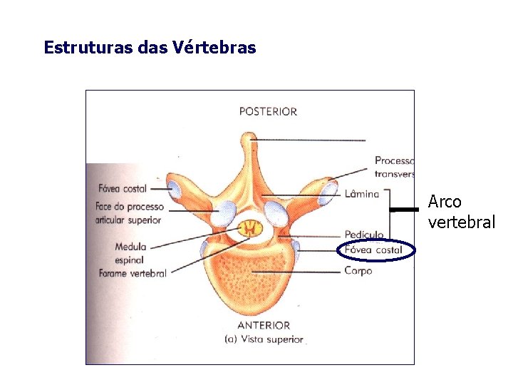 Estruturas das Vértebras Arco vertebral 