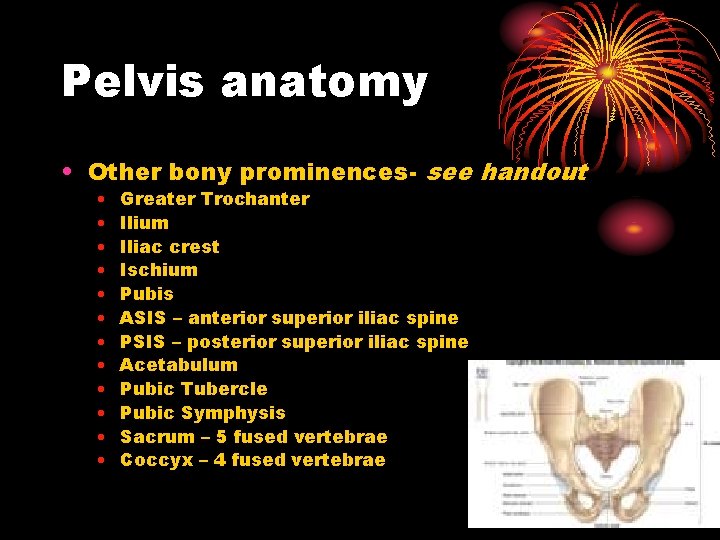 Pelvis anatomy • Other bony prominences- see handout • • • Greater Trochanter Ilium